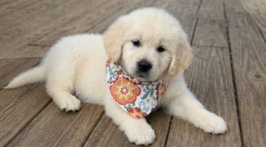 Elsa — English Cream Golden Retriever media 3