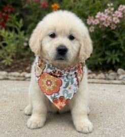 Elsa — English Cream Golden Retriever media 4