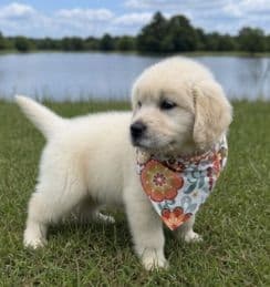 Elsa — English Cream Golden Retriever media 5
