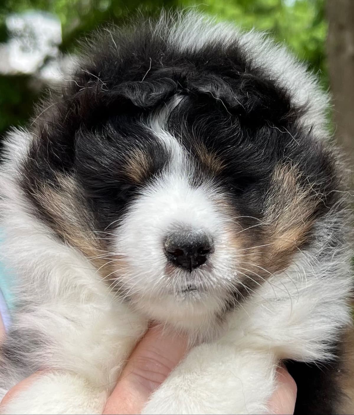 Shetland Sheepdog Puppy breeder image 1