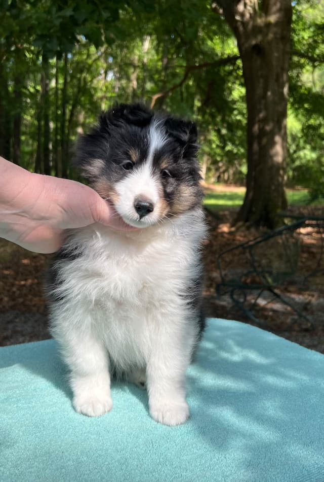 Shetland Sheepdog Puppy media 2