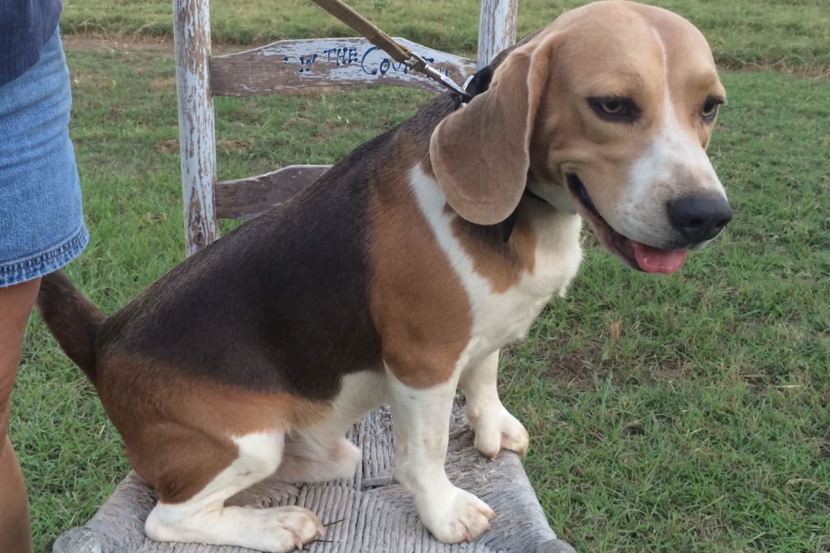 Beagle Puppies breeder image 1