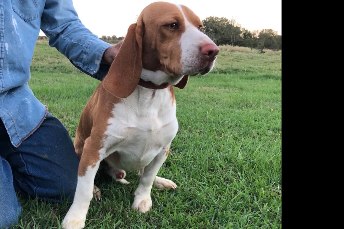 Beagle Puppies breeder image 3