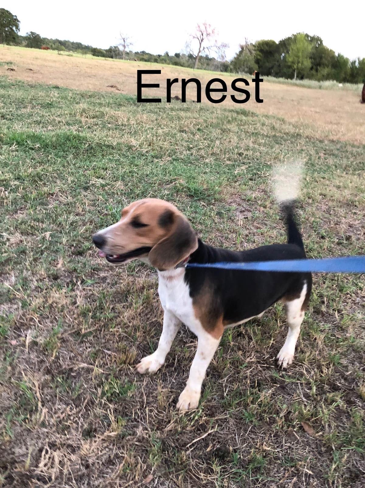 Beagle Puppies breeder image 4