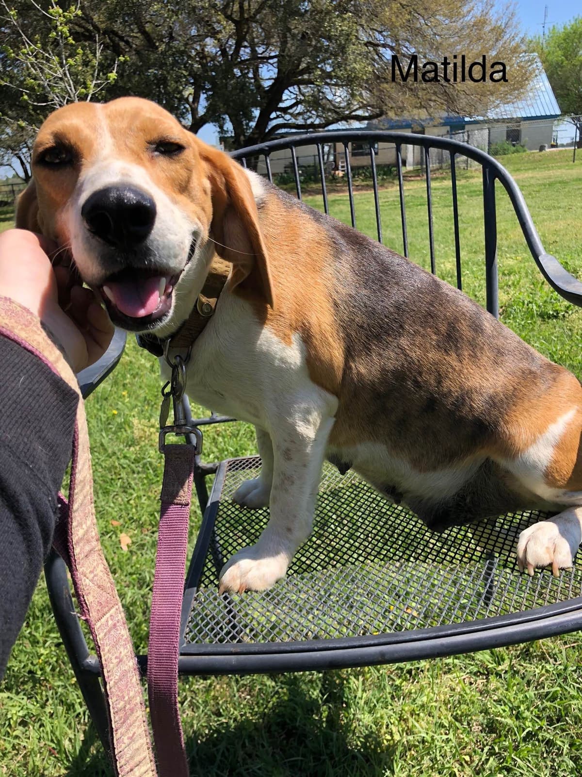 Beagle Puppies breeder image 5