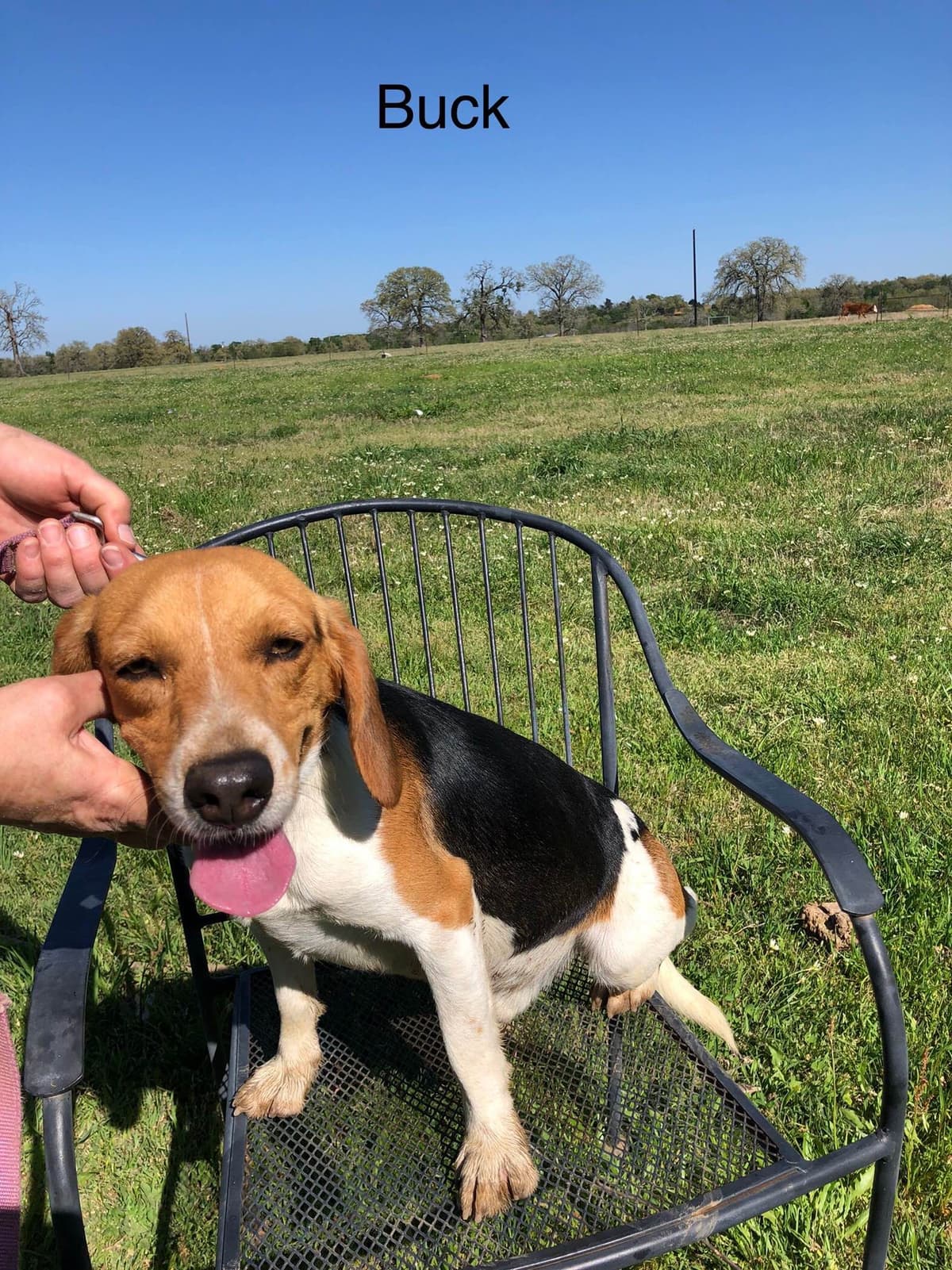 Beagle Puppies breeder image 6