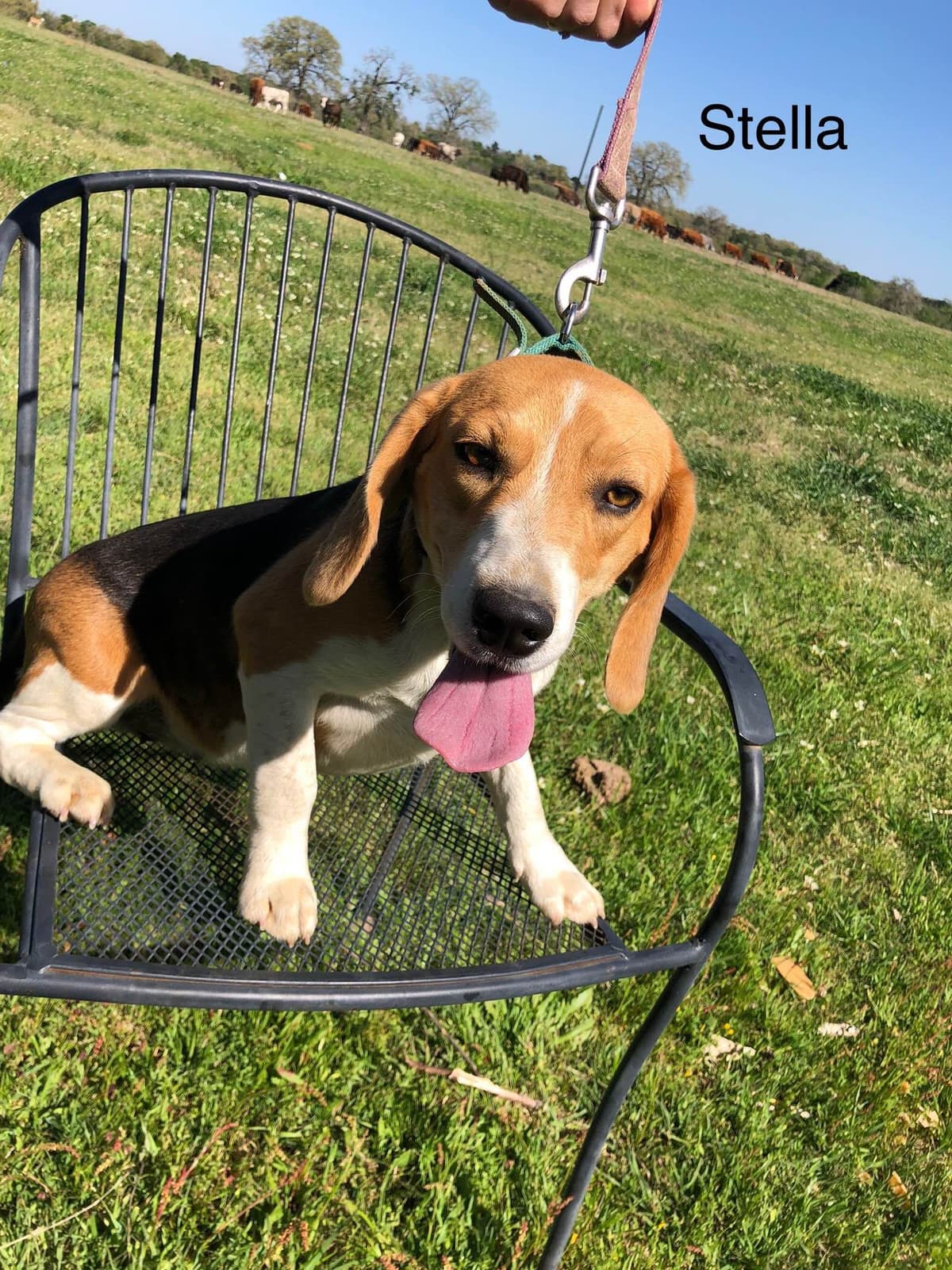 Beagle Puppies breeder image 8