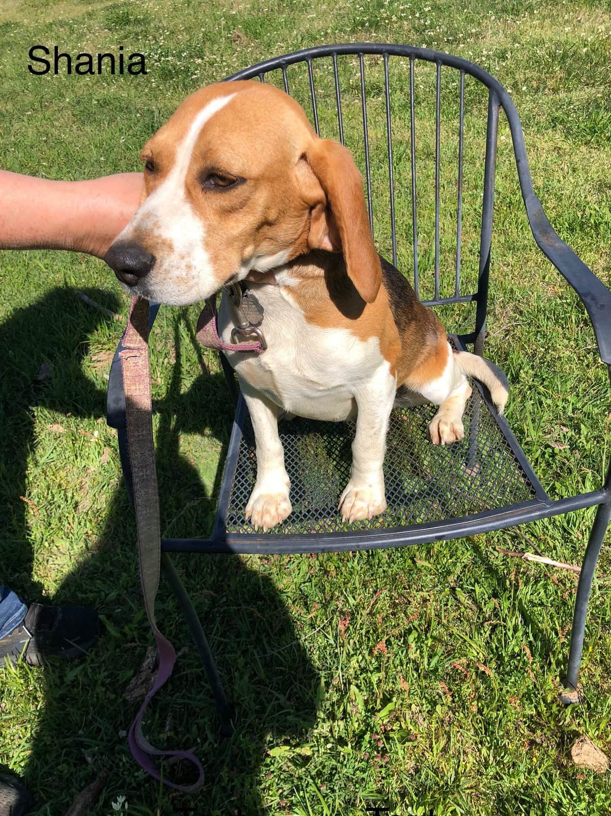 Beagle Puppies breeder image 9