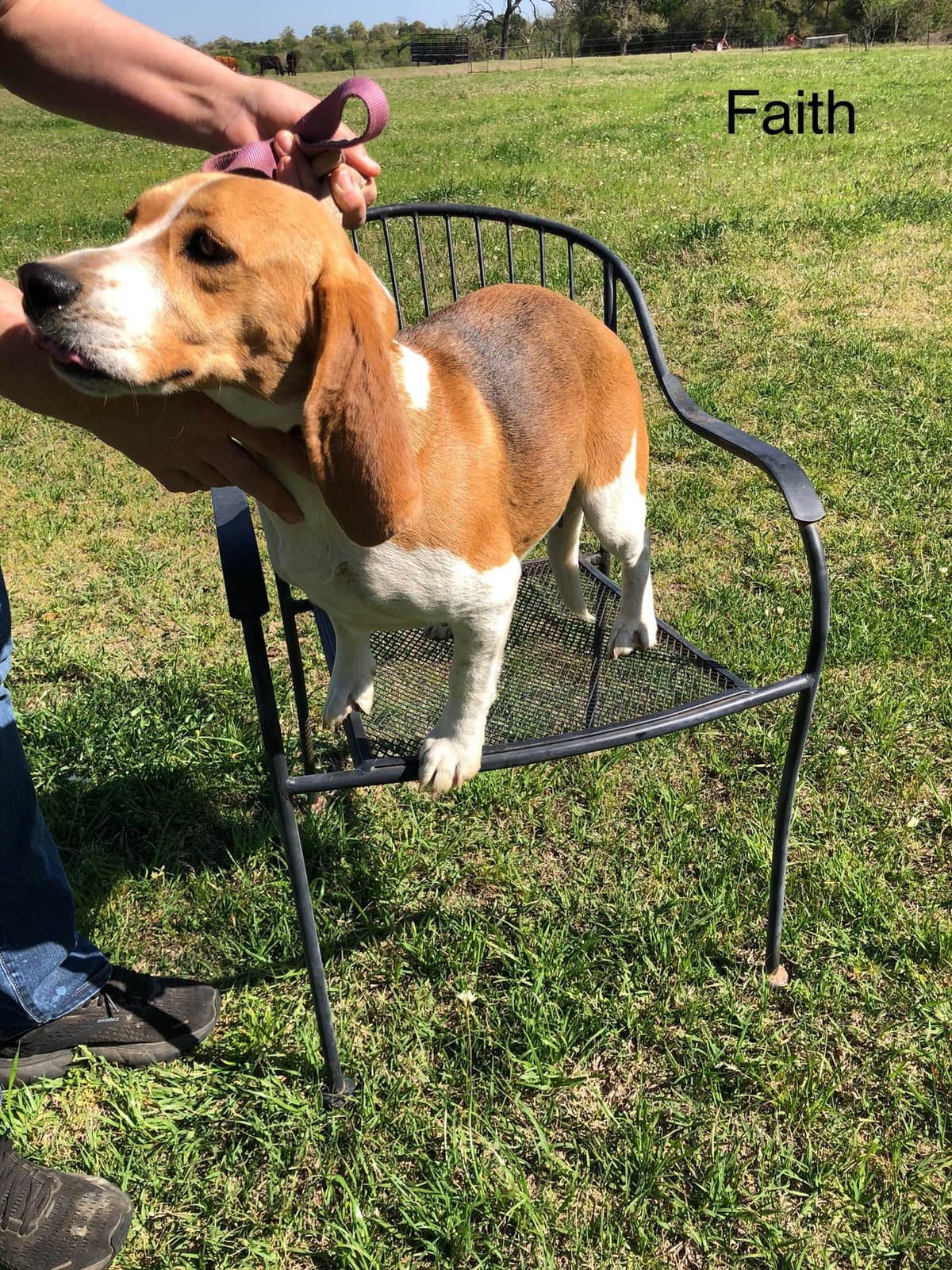 Beagle Puppies breeder image 11