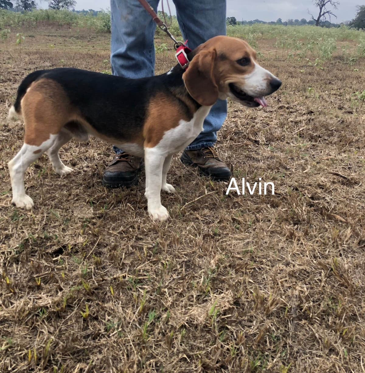 Beagle Puppies breeder image 13