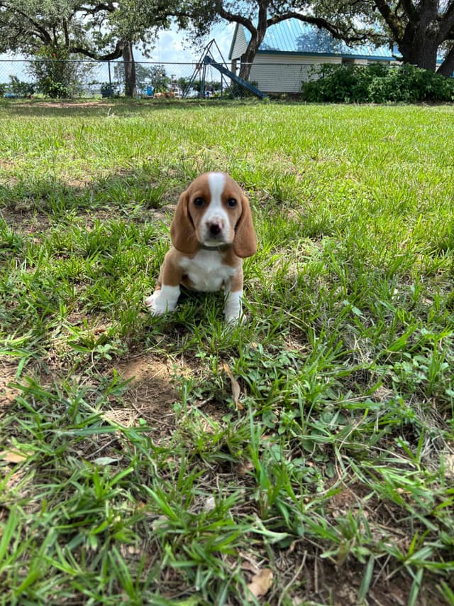 Beagle Puppies media 2