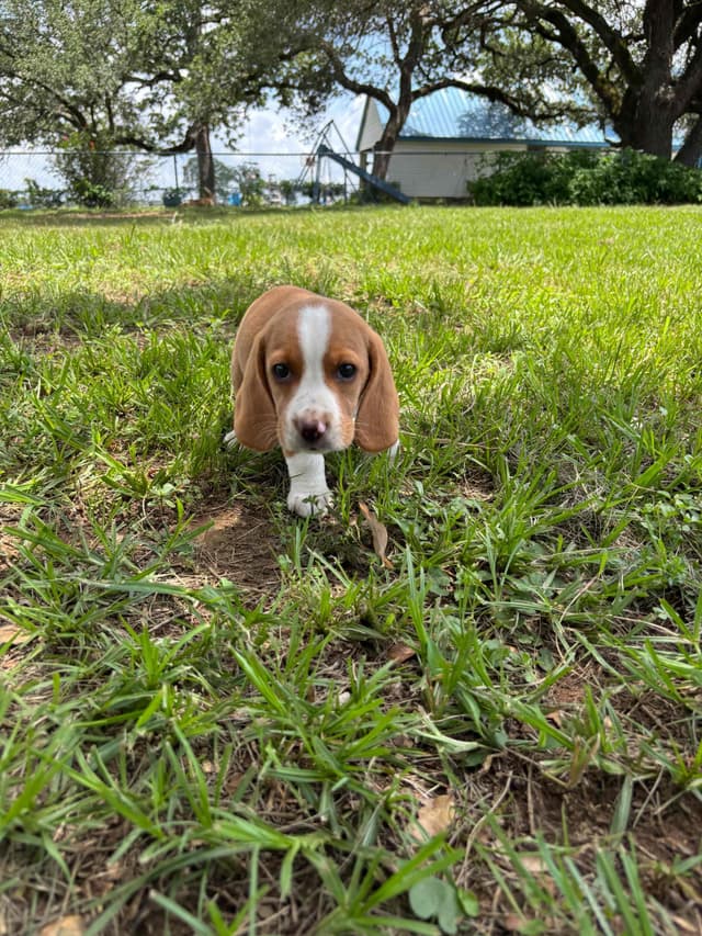 Beagle Puppies media 3