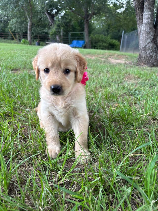 Golden Retriever Puppies media 2