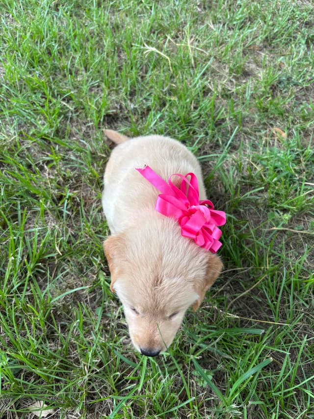 Golden Retriever Puppies media 3