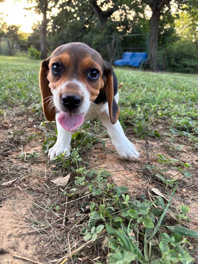 Beagle Puppies media 3