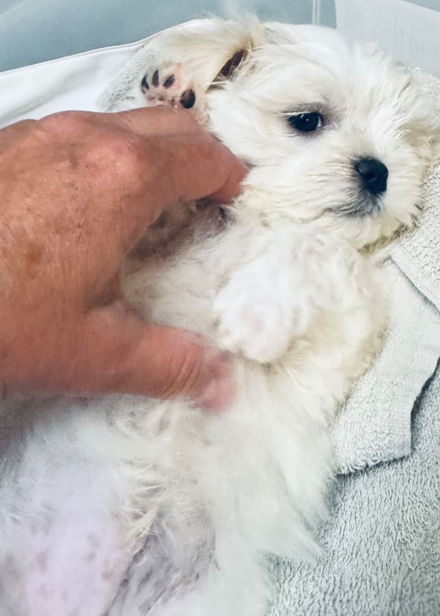Maltese Puppies media 2