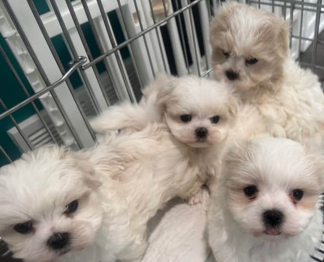 Maltese Puppies media 4