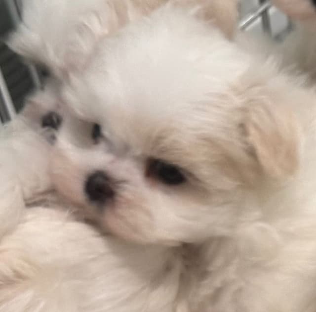Maltese Puppies media 3