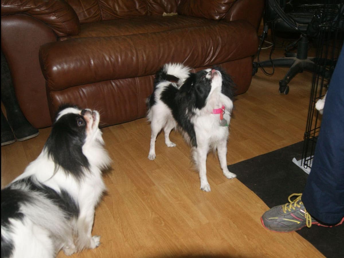 Japanese Chin Puppies breeder image 1