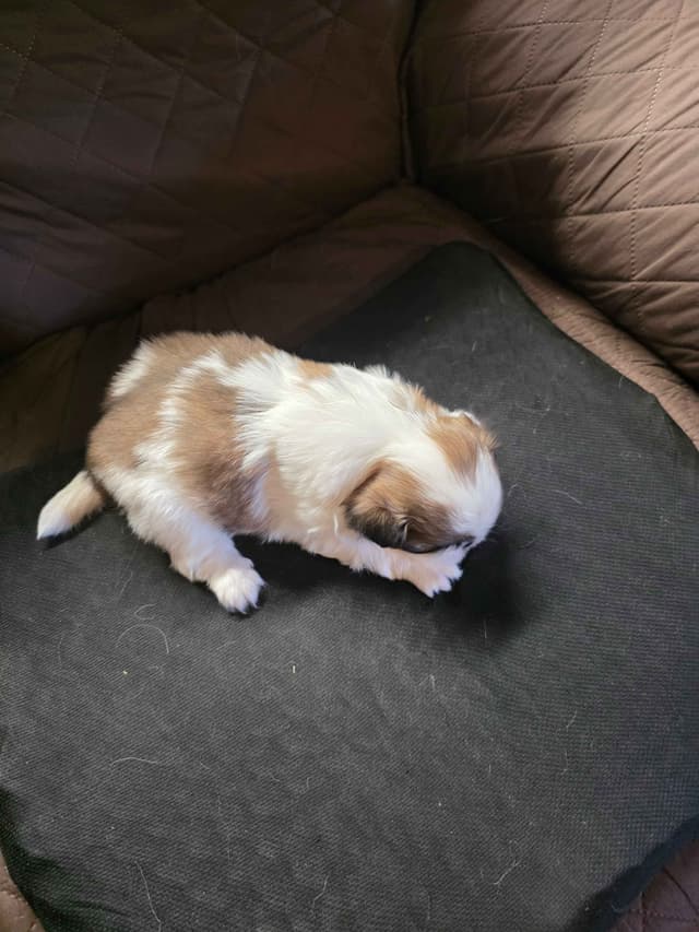 Japanese Chin Puppies media 2