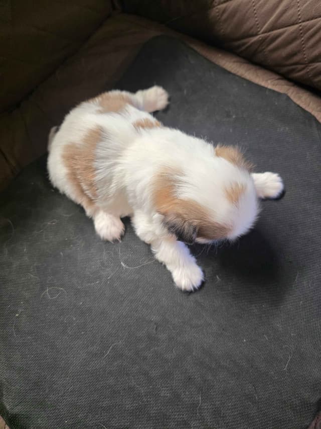 Japanese Chin Puppies media 3