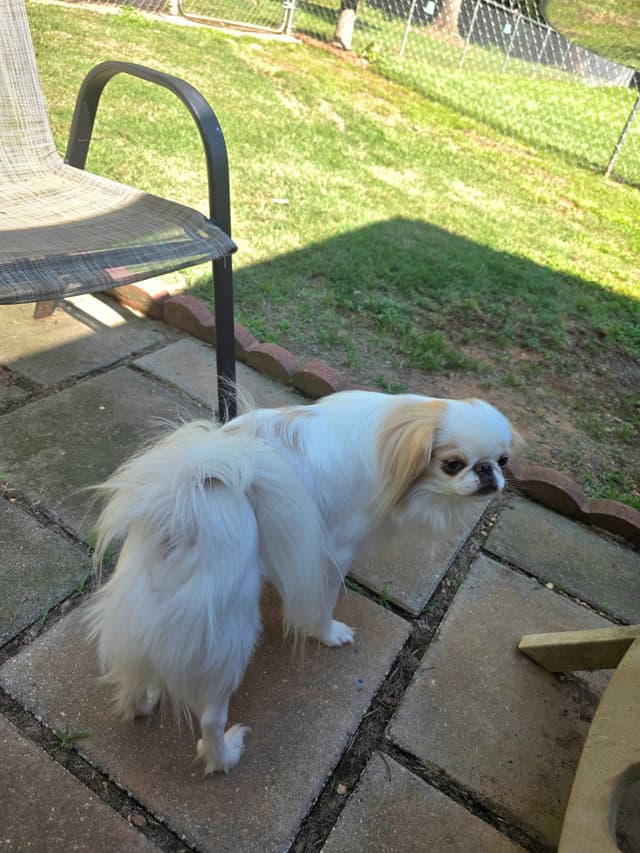 Japanese Chin Puppies media 4