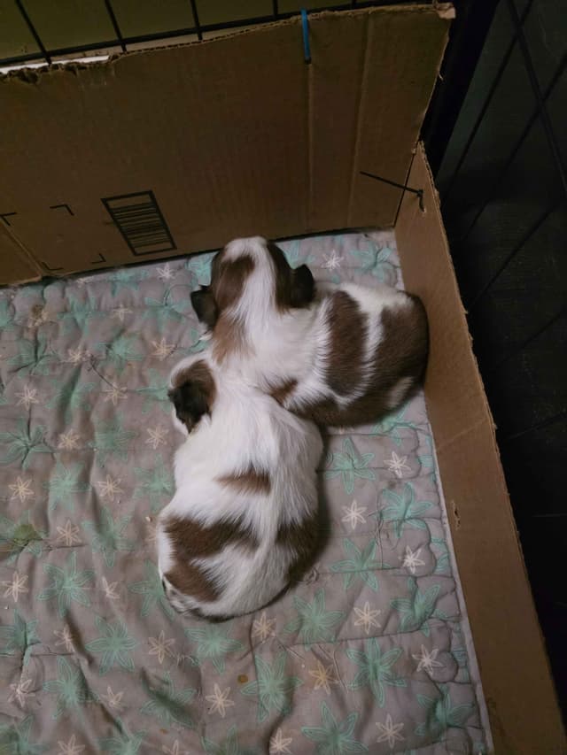 Japanese Chin Puppies media 5