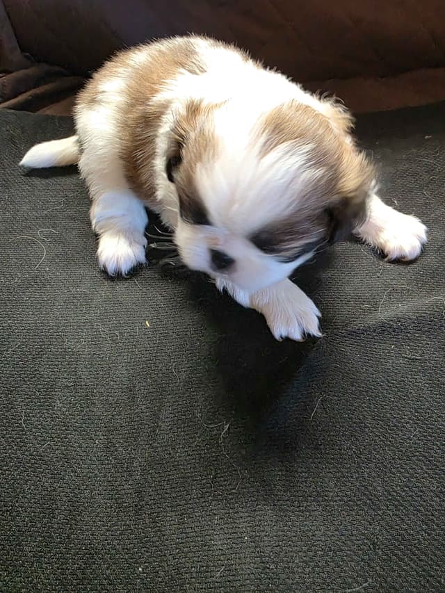 Japanese Chin Puppies media 7