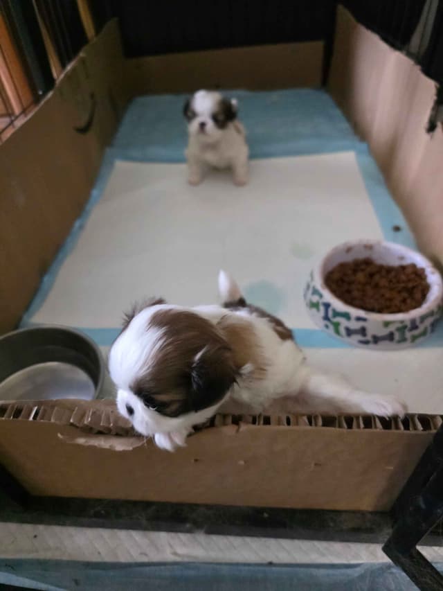 Japanese Chin Puppies media 8