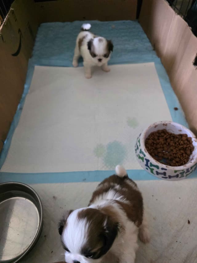 Japanese Chin Puppies media 9