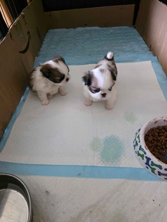 Japanese Chin Puppies media 11