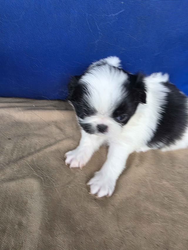 Japanese Chin Puppies media 4