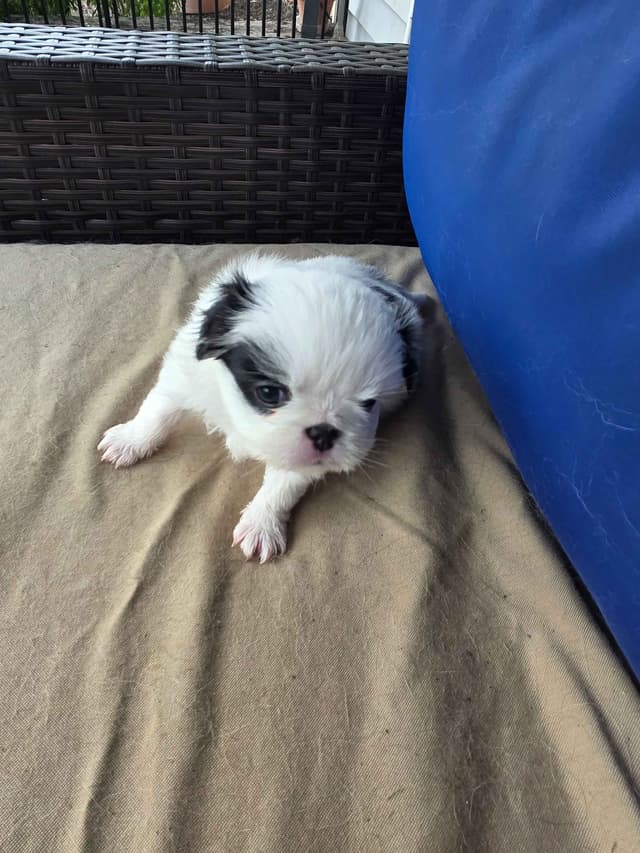 Japanese Chin Puppies media 10