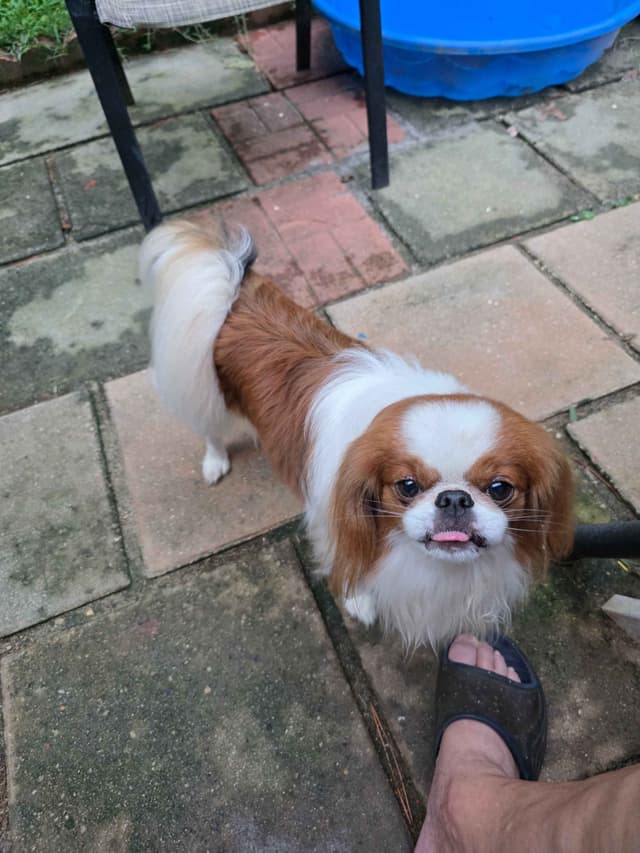 Japanese Chin Puppies media 8