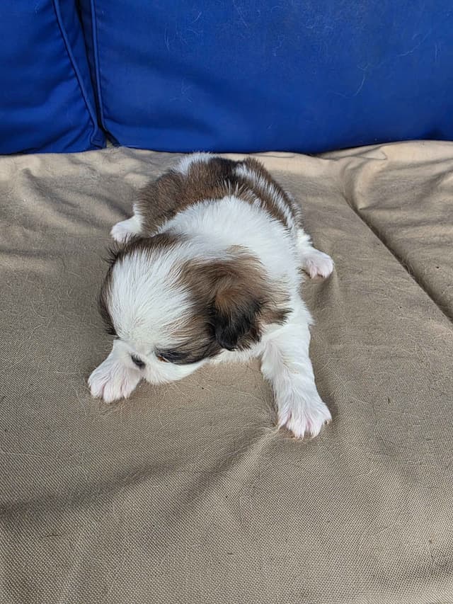 Japanese Chin Puppies media 2