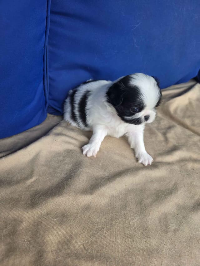 Japanese Chin Puppies media 5