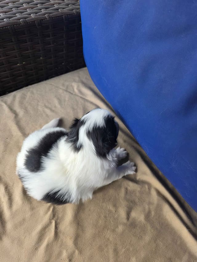 Japanese Chin Puppies media 6