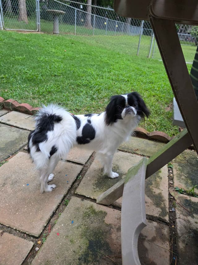 Japanese Chin Puppies media 7