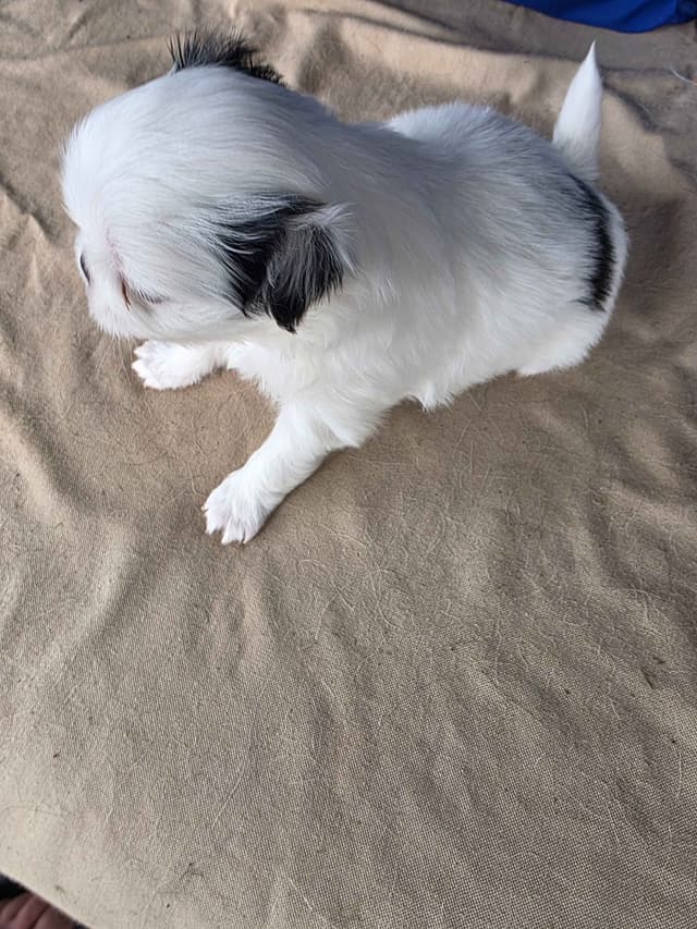 Japanese Chin Puppies media 11