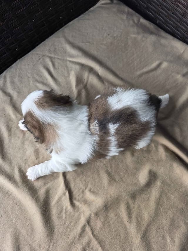Japanese Chin Puppies media 3