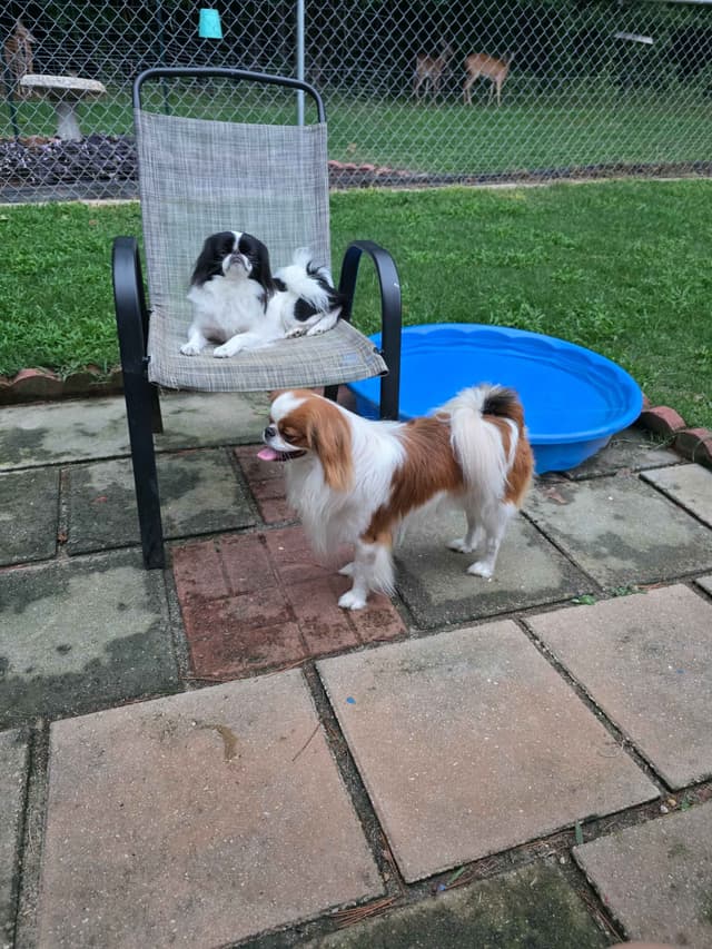 Japanese Chin Puppies media 9