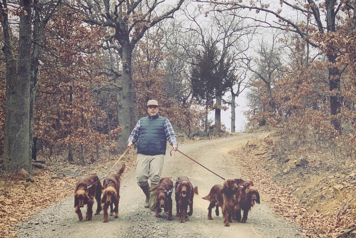 Irish Setter Puppies breeder image 4