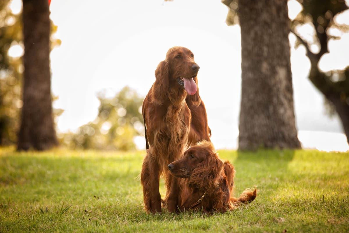 Irish Setter Puppies breeder image 6