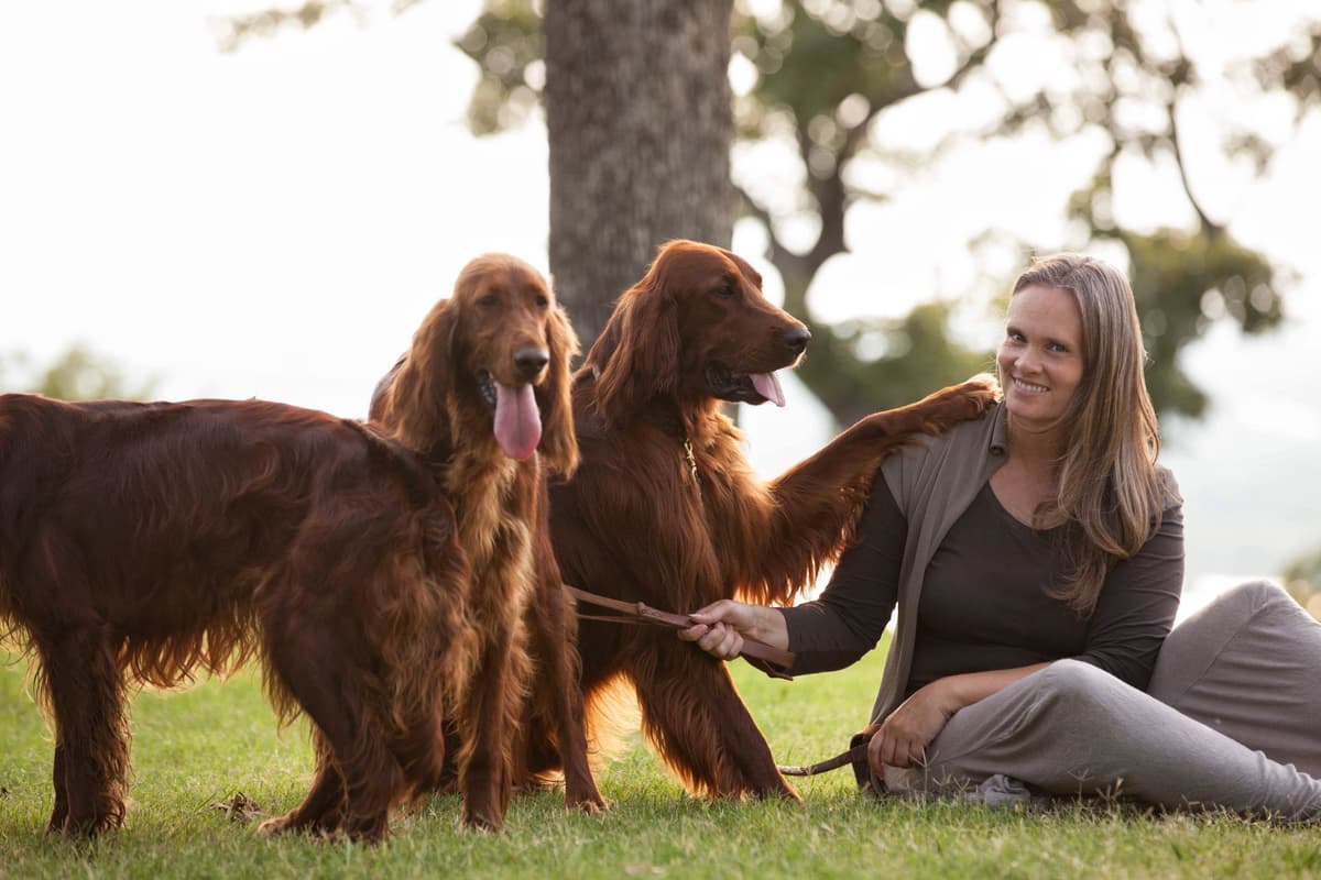Irish Setter Puppies breeder image 5