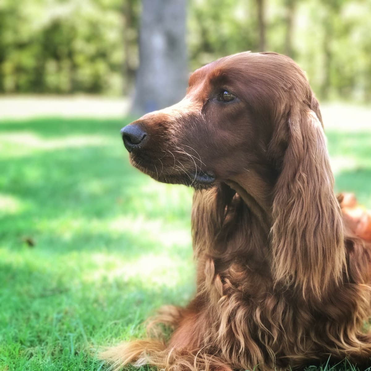 Irish Setter Puppies breeder image 1