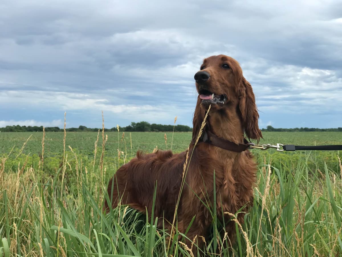 Irish Setter Puppies breeder image 7