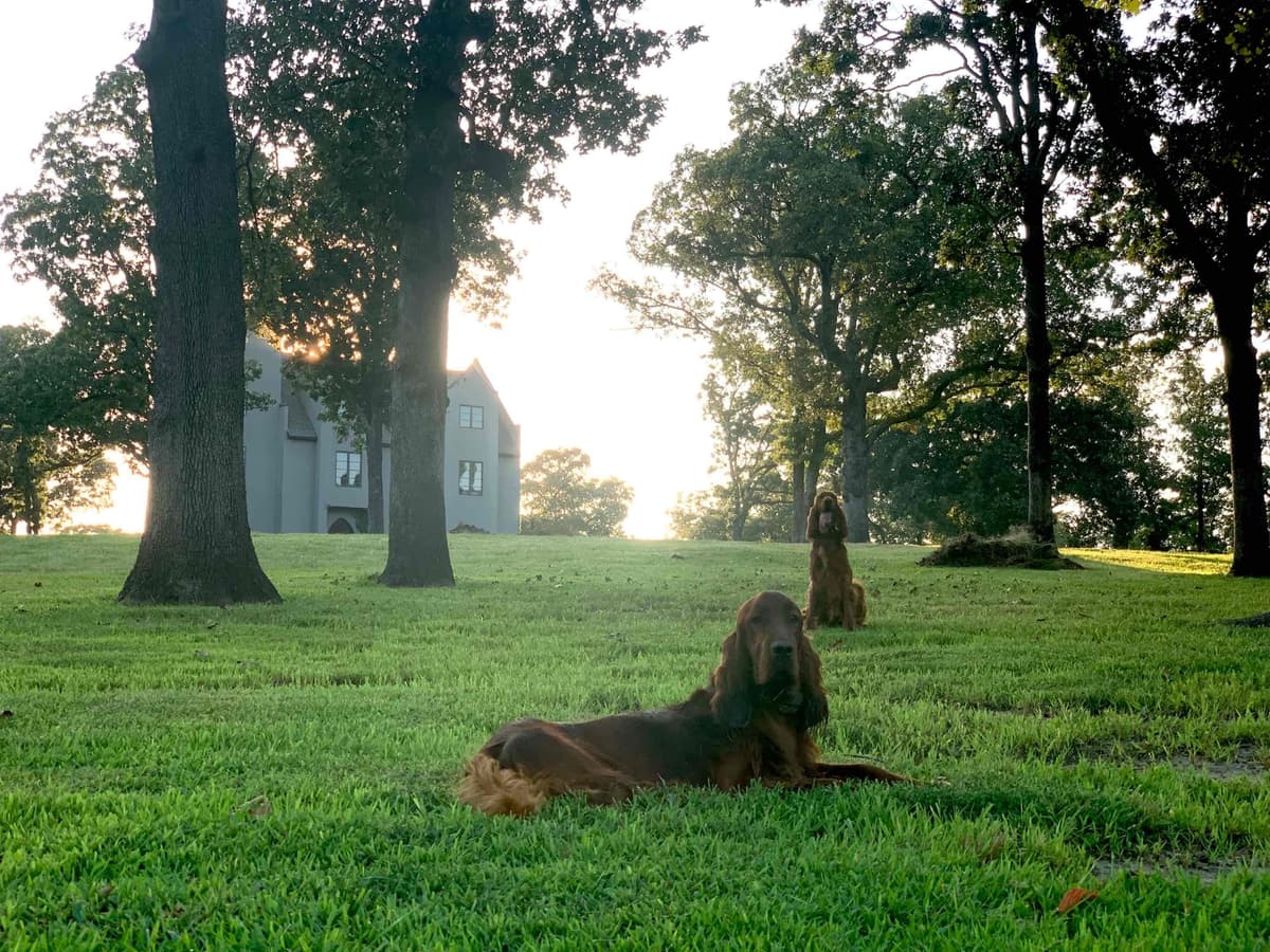 Irish Setter Puppies breeder image 2
