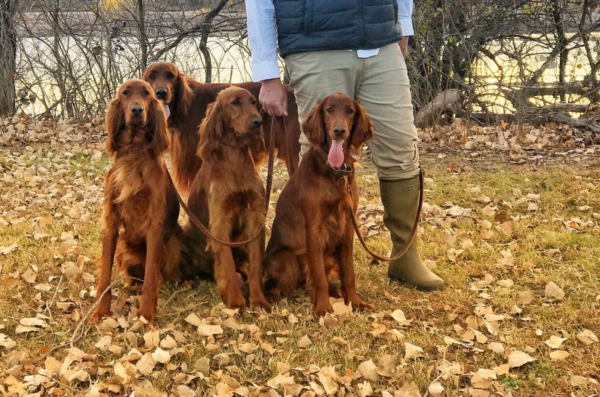 Irish Setter Puppies breeder image 8