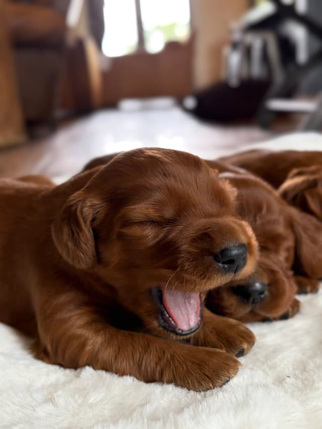 Irish Setter Puppies media 3