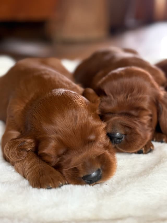 Irish Setter Puppies media 4